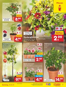 Gartenbepflanzung im Netto Marken-Discount Prospekt "Aktuelle Angebote" mit 49 Seiten (Kassel)