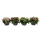 Coupe de kalanchoé - Carrefour à Aulnay-sous-Bois Coupe de kalanchoé en promo chez Carrefour Aulnay-sous-Bois à 6,49 €