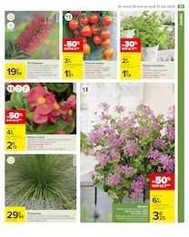 Offre Géranium dans le catalogue Carrefour du moment à la page 83