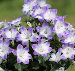 Glockenblume Like Mee / Fancy Mee bei Pflanzen Kölle im Prospekt "" für 5,99 €