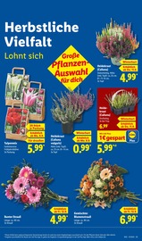 Blumen im Lidl Prospekt in Lahr Aktueller Lidl Prospekt mit Blumen, "LIDL LOHNT SICH", Seite 9
