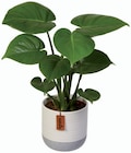 Plante verte exclusive en pot céramique en promo chez Lidl Rueil-Malmaison à 5,99 €