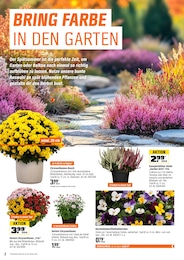 Chrysantheme im OBI Prospekt "HERBSTZEIT IST PFLANZZEIT" auf Seite 2