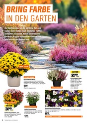 Stiefmütterchen im OBI Prospekt in Friedrichshafen Aktueller OBI Prospekt mit Stiefmütterchen, "HERBSTZEIT IST PFLANZZEIT", Seite 2