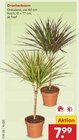 Aktuelles Drachenbaum Angebot bei Netto Marken-Discount in Duisburg ab 7,99 €