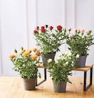 Rosier - Super U à Grenoble Rosier en promo chez Super U Grenoble à 2,99 €