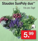 Stauden SunPoly duo im Angebot bei Zimmermann in Mainz Stauden SunPoly duo Angebote bei Zimmermann Mainz für 5,99 €