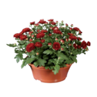 Chrysanthème en coupe - Lidl à Chatou Chrysanthème en coupe en promo chez Lidl Chatou à 3,49 €