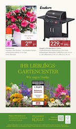 Gasgrill im Pflanzen Kölle Prospekt Gasgrill im Pflanzen Kölle Prospekt "GÄRTNERN & GENIESSEN" auf Seite 12