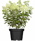 Rispenhortensie im Angebot bei OBI in Fulda Rispenhortensie Angebote bei OBI Fulda für 17,99 €