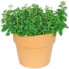 Ital. Kräuter in Terrakotta im Angebot bei Kaufland in Mülheim Ital. Kräuter in Terrakotta Angebote bei Kaufland Mülheim für 3,29 €