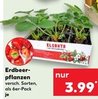 Erdbeerpflanzen von Elsanta im aktuellen Kaufland Prospekt