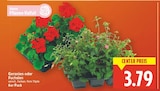 Geranien für 3,79 € bei E center im Angebot Geranien im aktuellen E center Prospekt