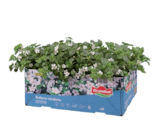 Beet- und Balkonpflanzen Angebote von Grandiol bei Lidl Neubrandenburg für 3,99 €