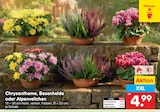 Chrysantheme im Angebot bei Netto Marken-Discount in Bad Salzuflen Chrysantheme Angebote bei Netto Marken-Discount Bad Salzuflen für 4,99 €