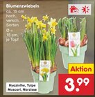 Aktuelles Hyazinthe oder Tulpe oder Muscari oder Narzisse Angebot bei Netto Marken-Discount in Pforzheim ab 3,99 €