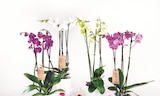 Orchidée Phalaenopsis en promo chez Norma Mulhouse à 9,99 €