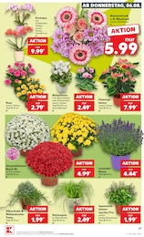Sträucher Angebot & Preis im aktuellen Kaufland Prospekt Sträucher Angebot im aktuellen Kaufland Prospekt auf Seite 36
