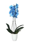 Orchidée teintée 2 tiges - Carrefour à Dunkerque Orchidée teintée 2 tiges en promo chez Carrefour Dunkerque à 12,99 €