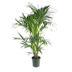 Palmier Kentia diamètre 21 cm - BOTANIC® en promo chez Botanic Montreuil à 45,99 €