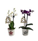 Mini orchidée en promo chez Carrefour Grenoble à 4,99 €