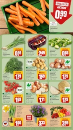 REWE Staubsauger im Prospekt 