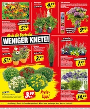 Hortensie im Repo Prospekt in Lehrte Aktueller Repo Prospekt mit Hortensie, "Aktuelle Angebote", Seite 2