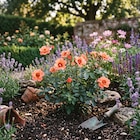Ma Jardinerie Arc-lès-Gray - Promo Décorosier Baia orange Promo Décorosier Baia orange à 15,99 € dans le catalogue Ma Jardinerie à Arc-lès-Gray