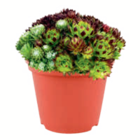 Aktuelles Hauswurz 3 Sorten Angebot bei toom Baumarkt in Freiburg (Breisgau) ab 5,99 €