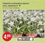 Edelweiß Leontopodium alpinum Sorte 'Matterhorn' für 4,49 € bei V-Markt im Angebot Edelweiß Leontopodium alpinum Sorte 'Matterhorn' im aktuellen V-Markt Prospekt
