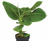 Banane Angebote bei Dehner Garten-Center Viersen für 5,99 €