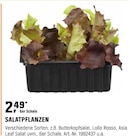 SALATPFLANZEN  im aktuellen OBI Prospekt für 2,49 €