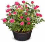 Aktuelle Pflanzen Angebote bei Netto Marken-Discount in Mönchengladbach Aktuelles große Rosenschale Angebot bei Netto Marken-Discount in Mönchengladbach ab 5,99 €
