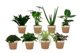 Promo Plante verte à 3,99 € dans le catalogue Carrefour à Beaucaire