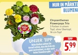 Chrysanthemen Flowerpops Trio bei EDEKA im Prospekt "" für 5,99 €