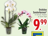 Orchidee Sonderformen Angebote bei EDEKA Augsburg für 9,99 €