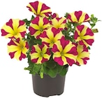 Penny Pesterwitz - Beet-und-Balkonpflanze Angebot im Prospekt Beet-und-Balkonpflanze bei Penny im Pesterwitz Prospekt für 2,29 €