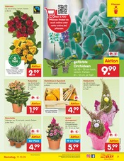 Aktueller Netto Marken-Discount Prospekt mit Orchidee, "Aktuelle Angebote", Seite 7
