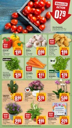 Glockenblume Angebot & Preis im aktuellen REWE Prospekt Glockenblume Angebot im aktuellen REWE Prospekt auf Seite 5