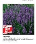 Lavendel bei bauSpezi im Prospekt "" für 2,29 €