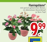 Flamingoblume im Angebot bei EDEKA in Kempten Flamingoblume Angebote bei EDEKA Kempten für 9,99 €