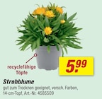 Strohblume bei toom Baumarkt im Ellwangen Prospekt für 5,99 €