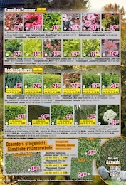 Glanzmispel im Hornbach Prospekt Glanzmispel im Hornbach Prospekt "Dir ist vieles Latte. Nur nicht Dein Garten." auf Seite 15