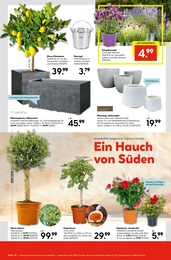 Grünpflanzen Angebot im aktuellen Hellweg Prospekt auf Seite 15