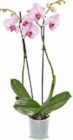 Orchidee im Angebot bei Netto Marken-Discount in Mainz Orchidee Angebote bei Netto Marken-Discount Mainz für 4,99 €
