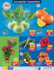 Kürbis im Netto Marken-Discount Prospekt in Freital Aktueller Netto Marken-Discount Prospekt mit Kürbis, "Aktuelle Angebote", Seite 48
