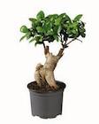 Ficus Ginseng o. Retusa/Pachira Angebote bei Lidl Heidelberg für 5,99 €