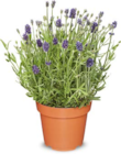 Lavendel im Angebot bei Netto Marken-Discount in Straubing Lavendel Angebote bei Netto Marken-Discount Straubing für 1,99 €