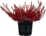 Knospenheide „Calluna“ gefärbt von  im aktuellen tegut Prospekt für 3,99 €