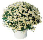 Chrysanthème pomponette en promo chez Carrefour Marignane à 3,89 €